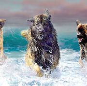 Three Leonbergers are running in the ocean