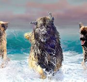 Three Leonbergers are running in the ocean