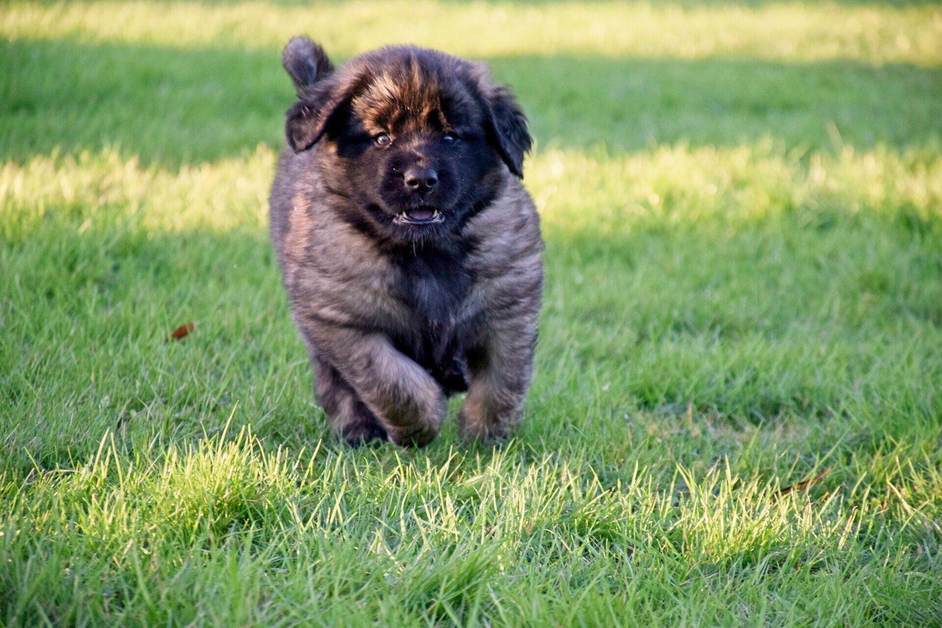 Puppy with brindle fur runs toward the viewer in a grassy field.