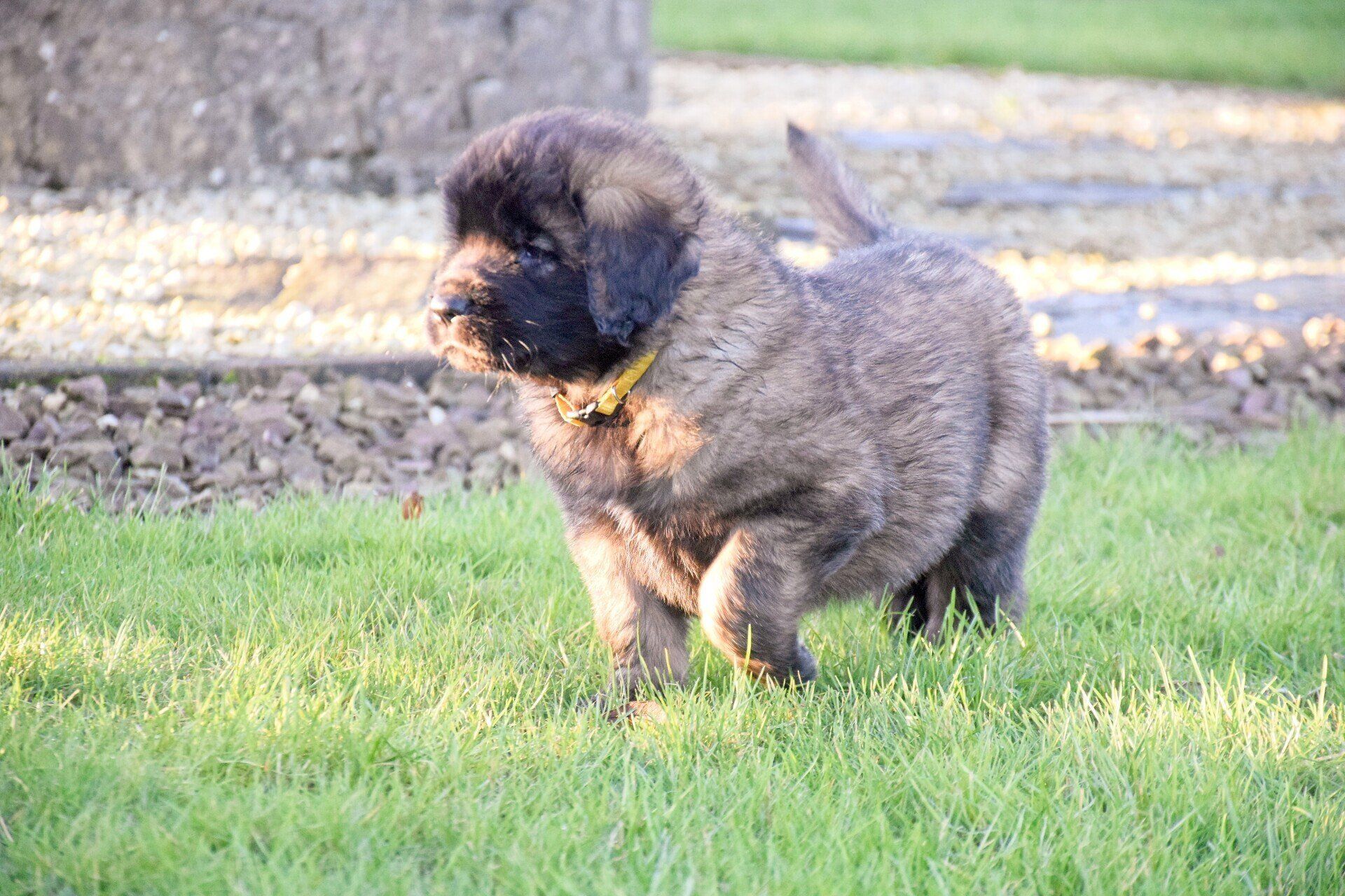 Fluffy brindle puppy with a black mask, wearing a yellow collar, standing on green grass.