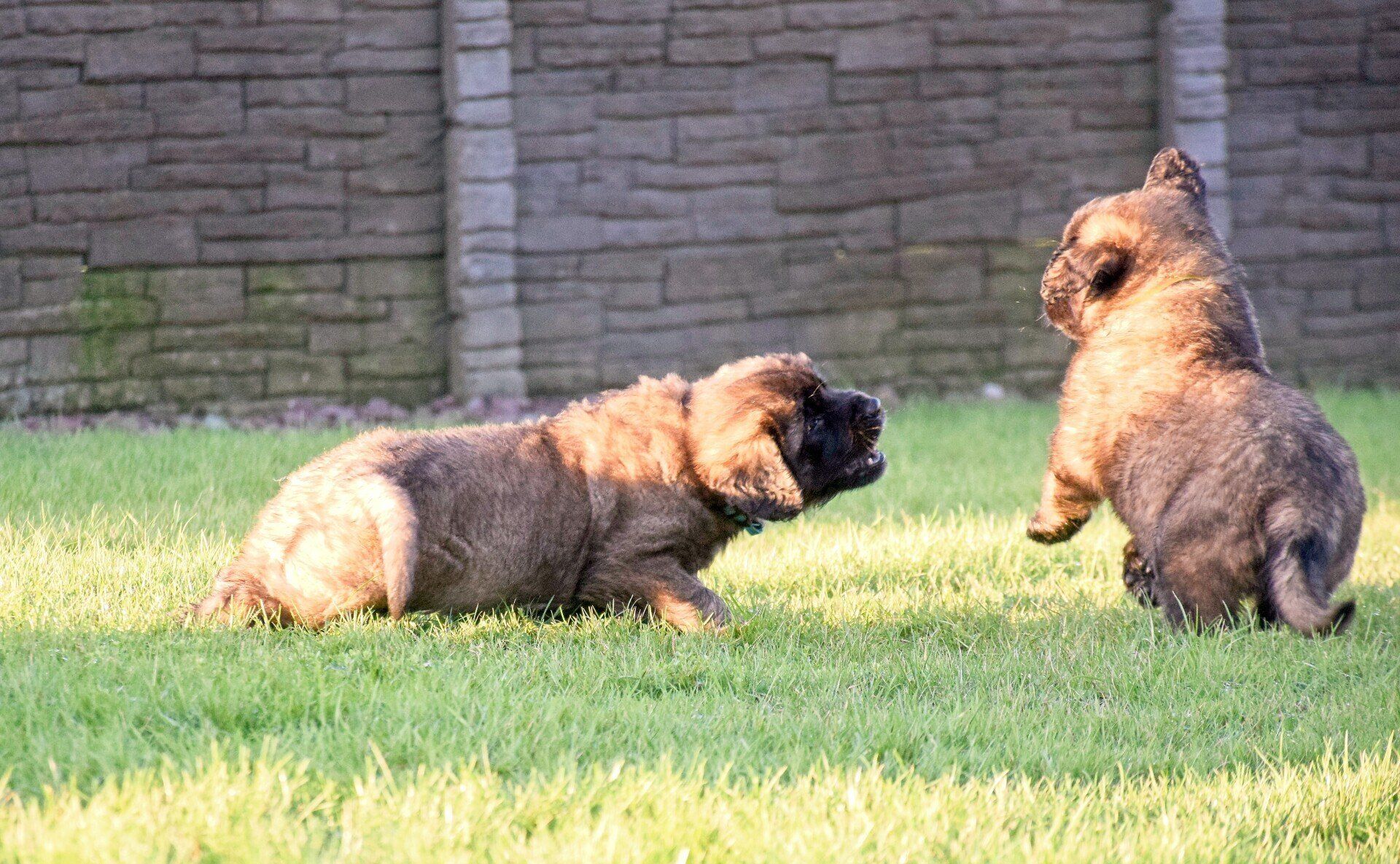 Two brown puppies play on a grassy lawn with a brick wall in the background.