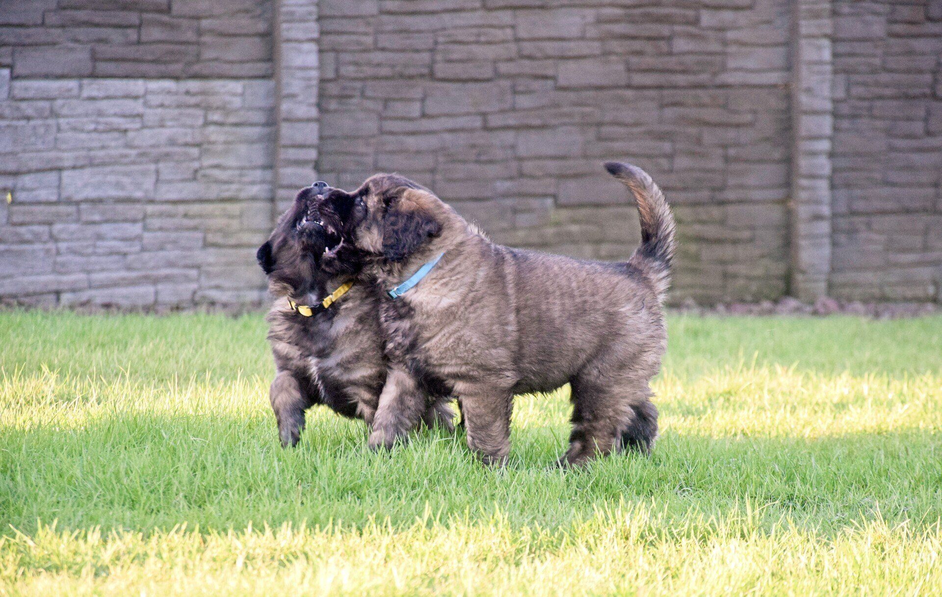 Two brown, fluffy puppies play on green grass, with a stone wall in the background.