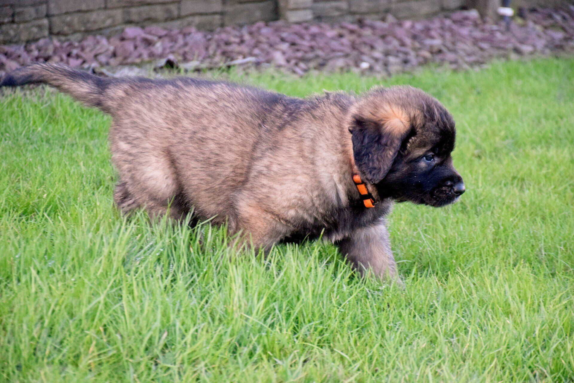Brown puppy with a black muzzle and collar, walking in green grass.