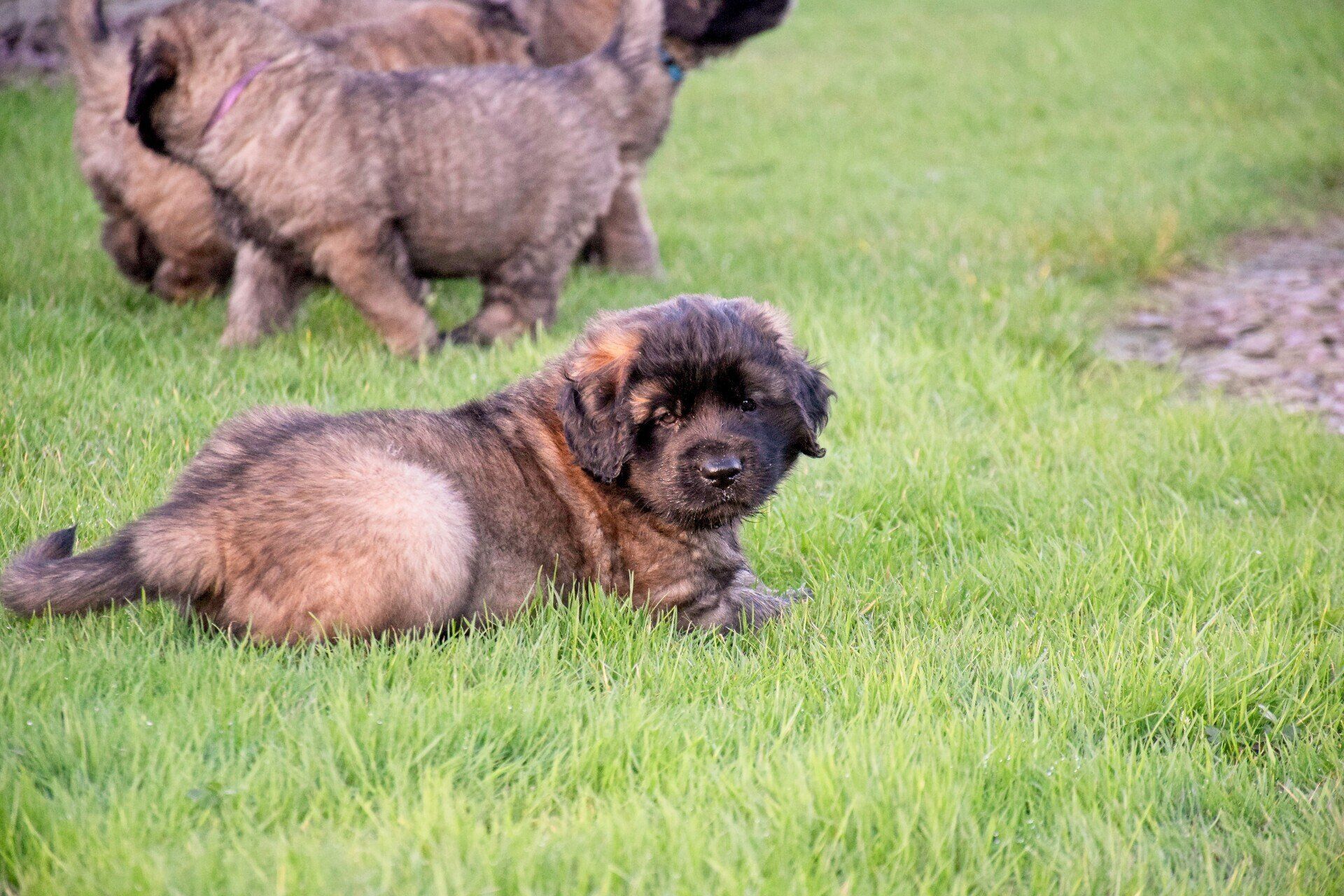 Fluffy puppy lying on green grass, looking at the camera. Other puppies in background.