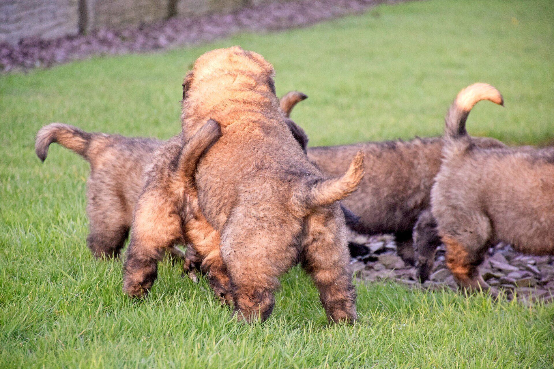 Four brown dogs playing in a grassy field, one standing atop another, tails curled.