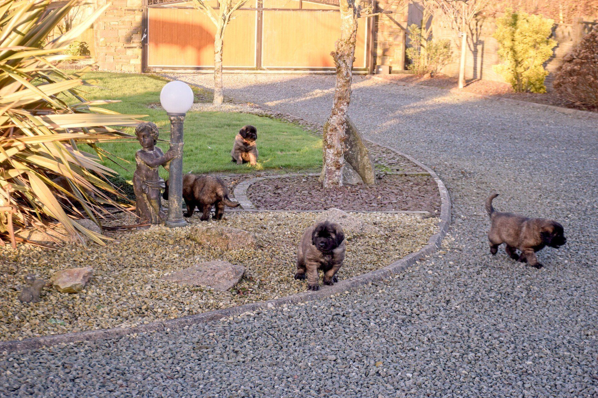 Five brown puppies playing in a gravel garden with statues and a small patch of grass.