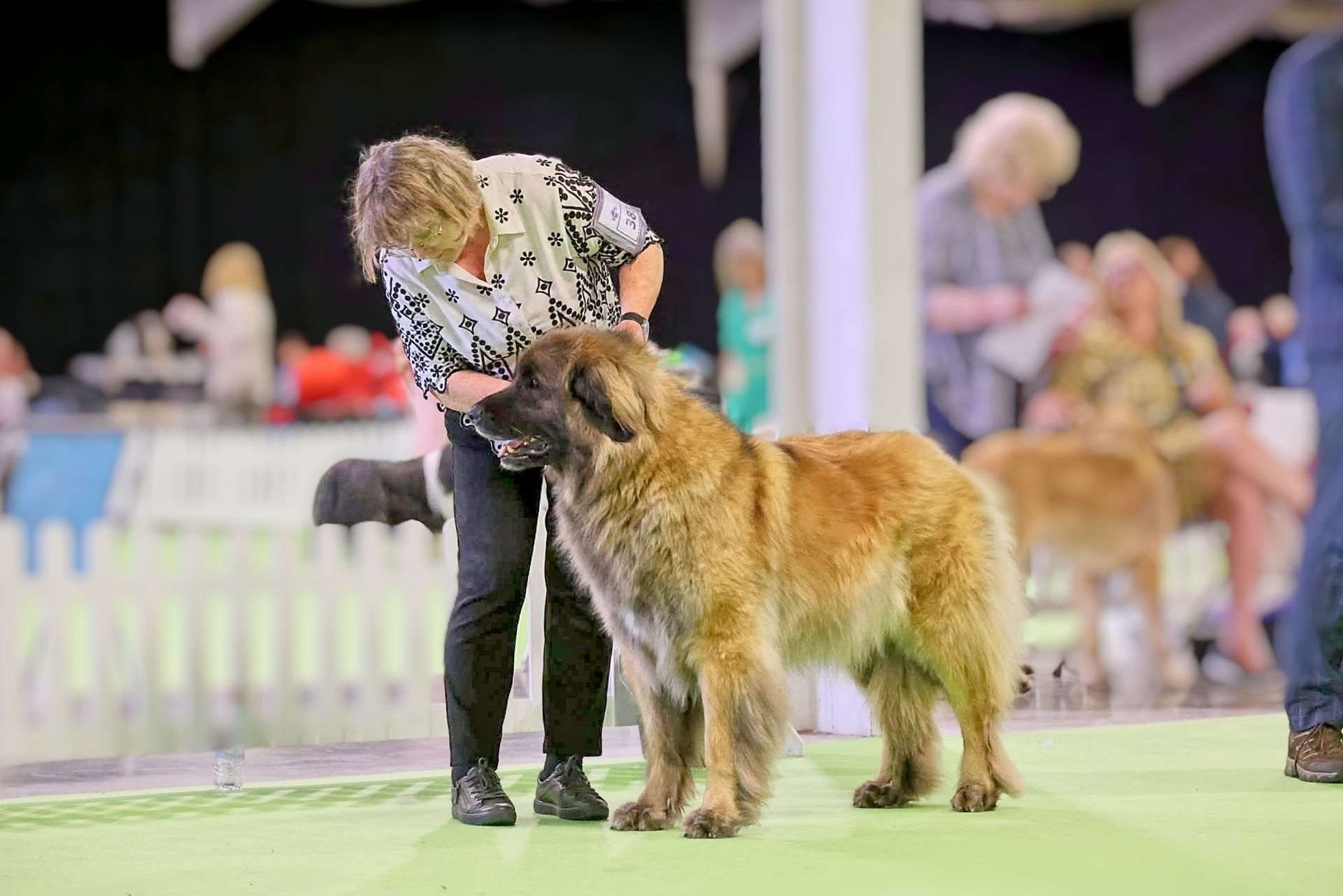 A woman is standing next to a large brown dog on a leash.
