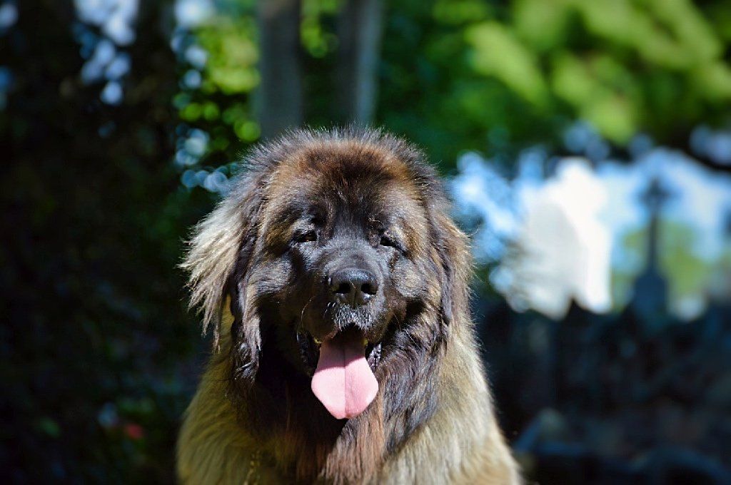 Large, brown Leonberger dog with tongue out, against a blurred green background.