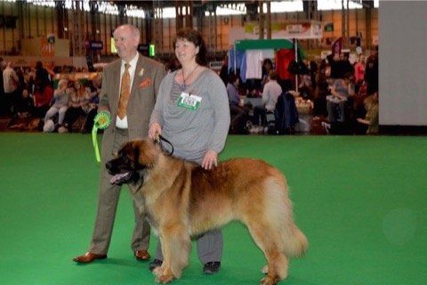 A Leonberger dog at a dog show, posing with two handlers, standing on green carpet.