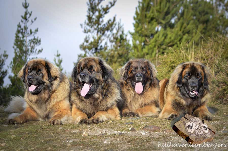 Four Leonberger dogs lying down with tongues out, brown fur, in front of trees.