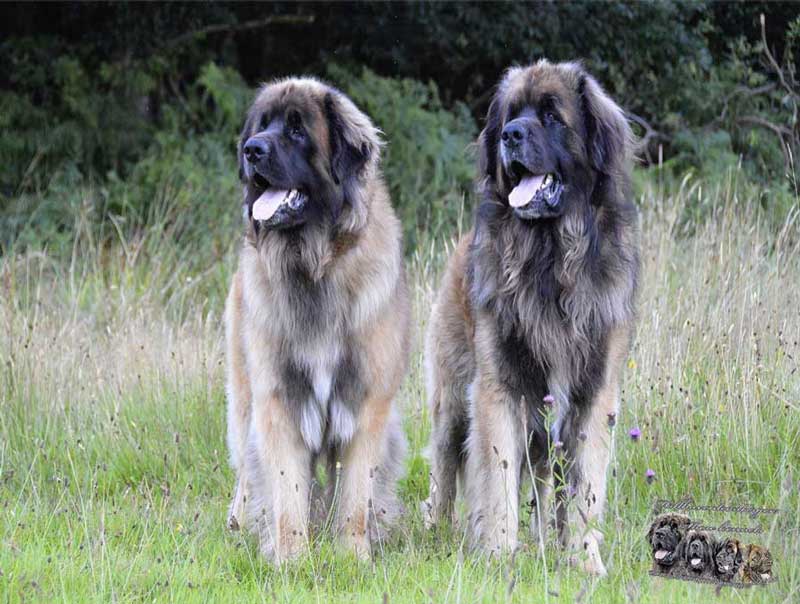 Two large Leonberger dogs standing in a grassy field, looking alert, with tan and brown fur.