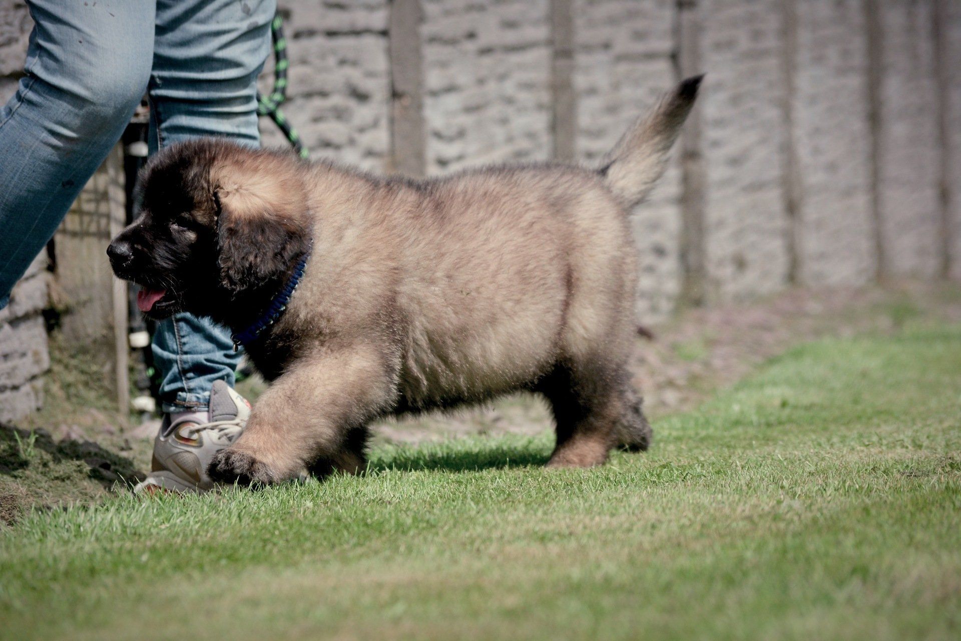 Hillhavenleonbergers leonbergers