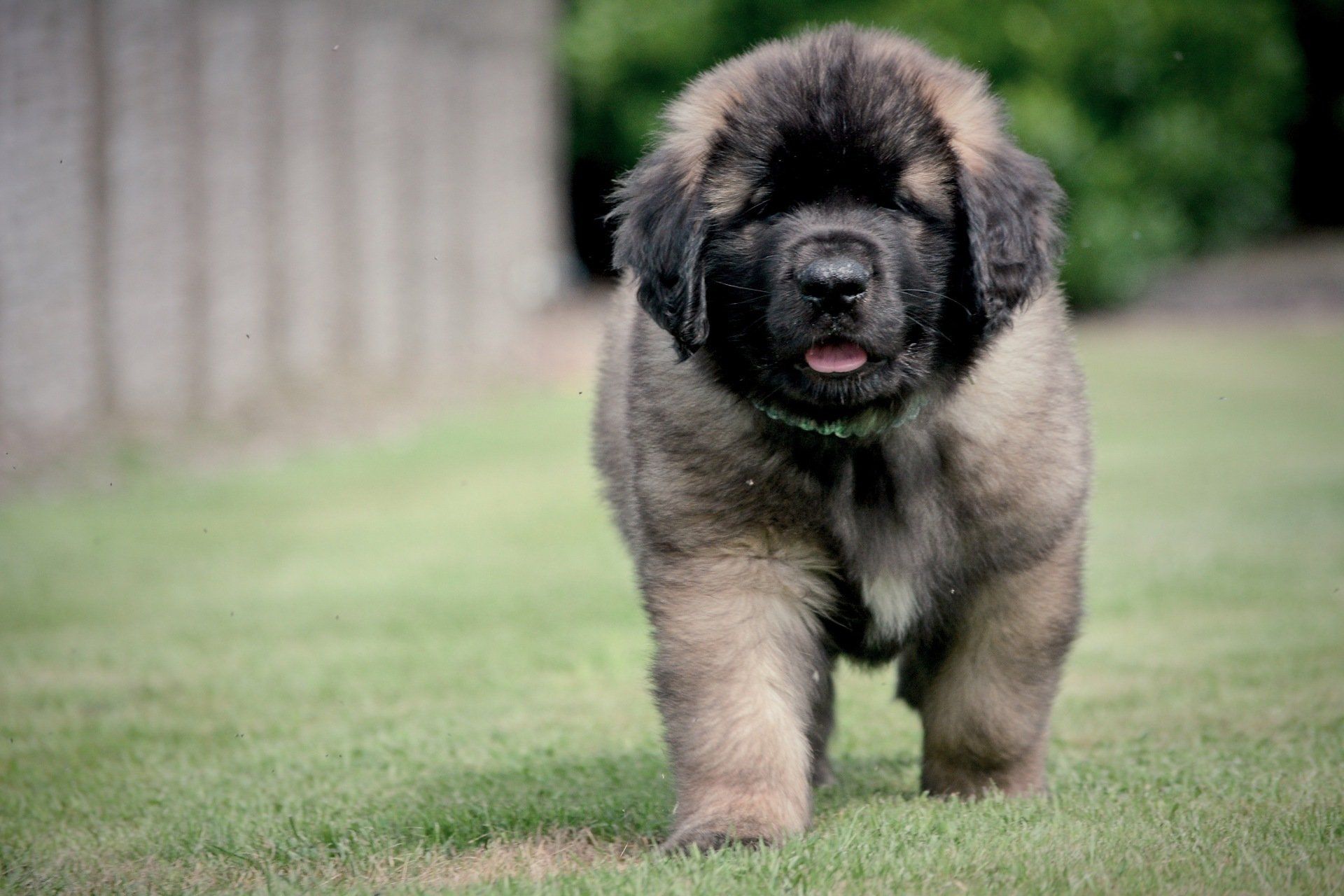 Hillhavenleonbergers leonbergers