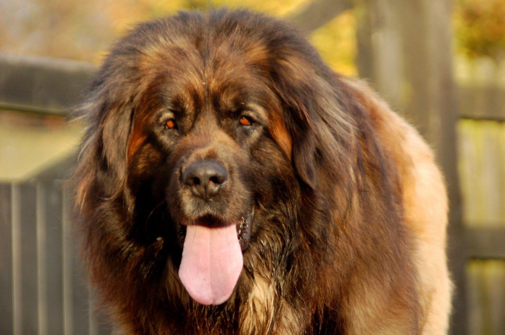 Large, brown Leonberger dog with tongue out, against a blurred outdoor background.