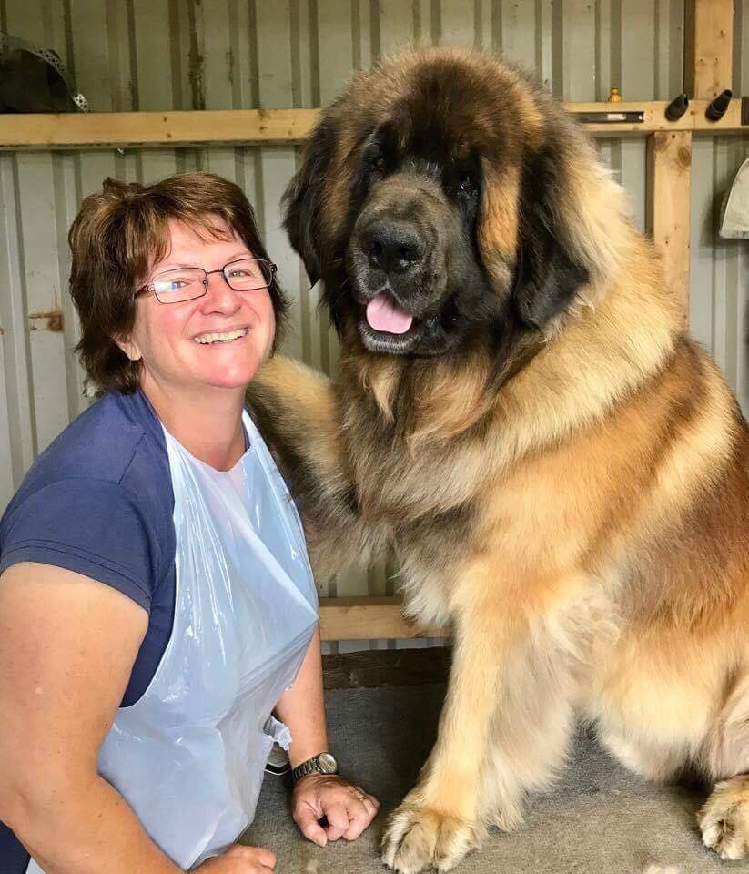 Woman smiles next to a large, brown and black Leonberger dog. They are indoors.