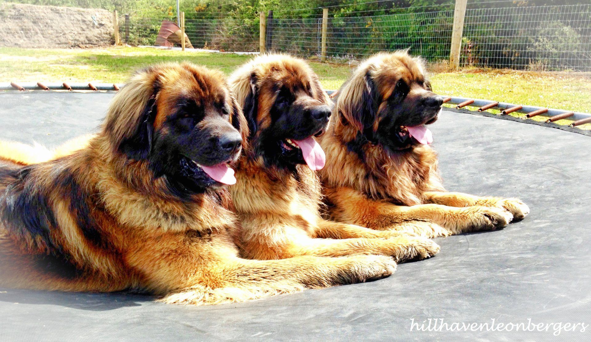 Three Leonberger dogs lying on a trampoline, panting with tongues out. They have thick, brown fur.