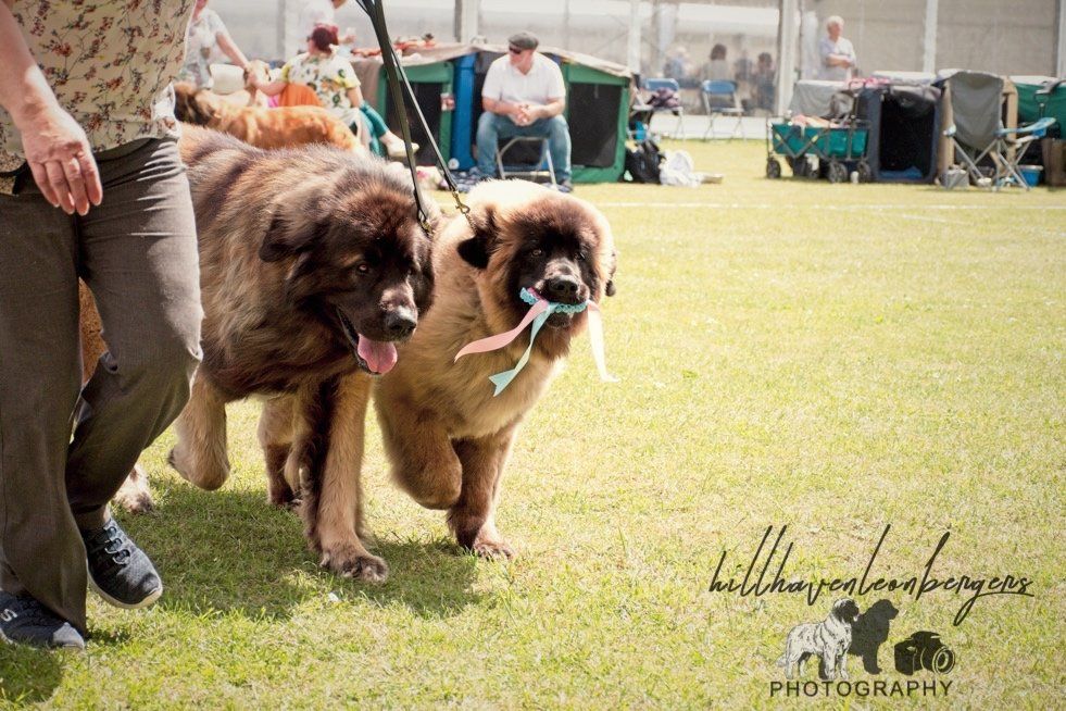 Two large, brown dogs on leashes at an outdoor event, one with ribbon in mouth; person walking with them on grass.