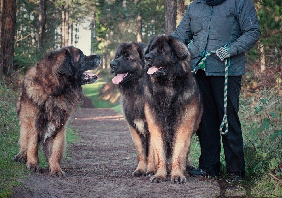 Three large, brown dogs on a path in a forest, leashed by a person in a jacket.