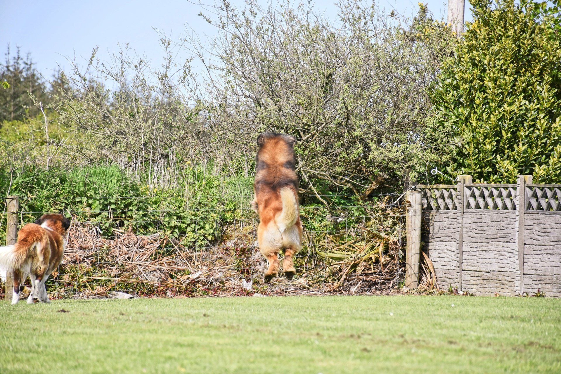 Two long-haired dogs in grassy yard; one facing camera, one partially obscured by bush.