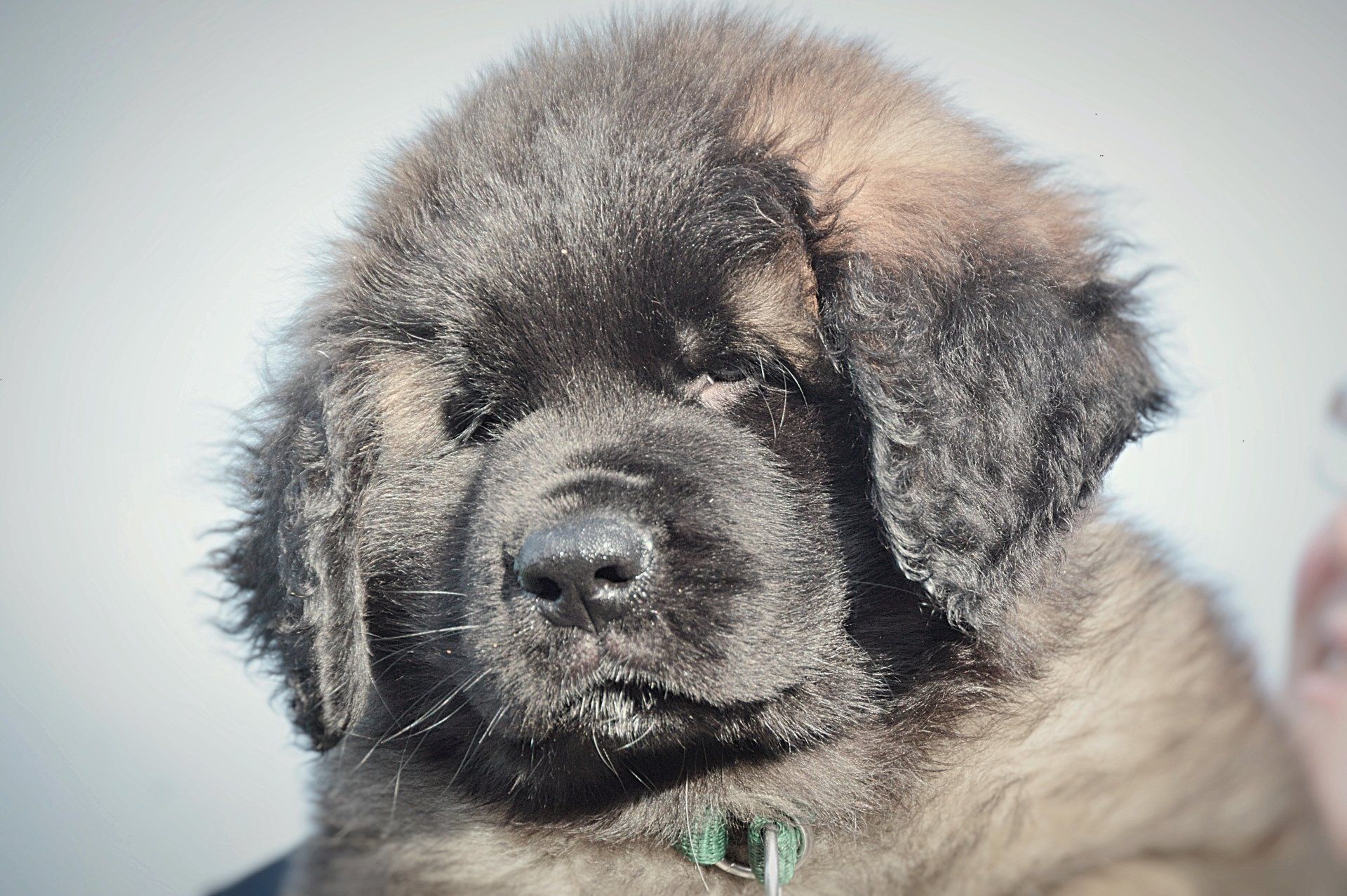 Fluffy, dark-faced puppy with brown and black fur. Wearing a green collar, looking at the viewer.