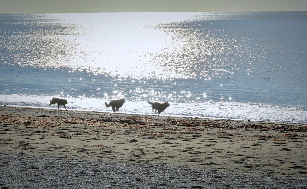 Three dogs running along a beach near the water; sunlight sparkles on the waves.