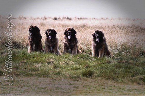 Four large, brown dogs sitting in a grassy field with a blurred background.