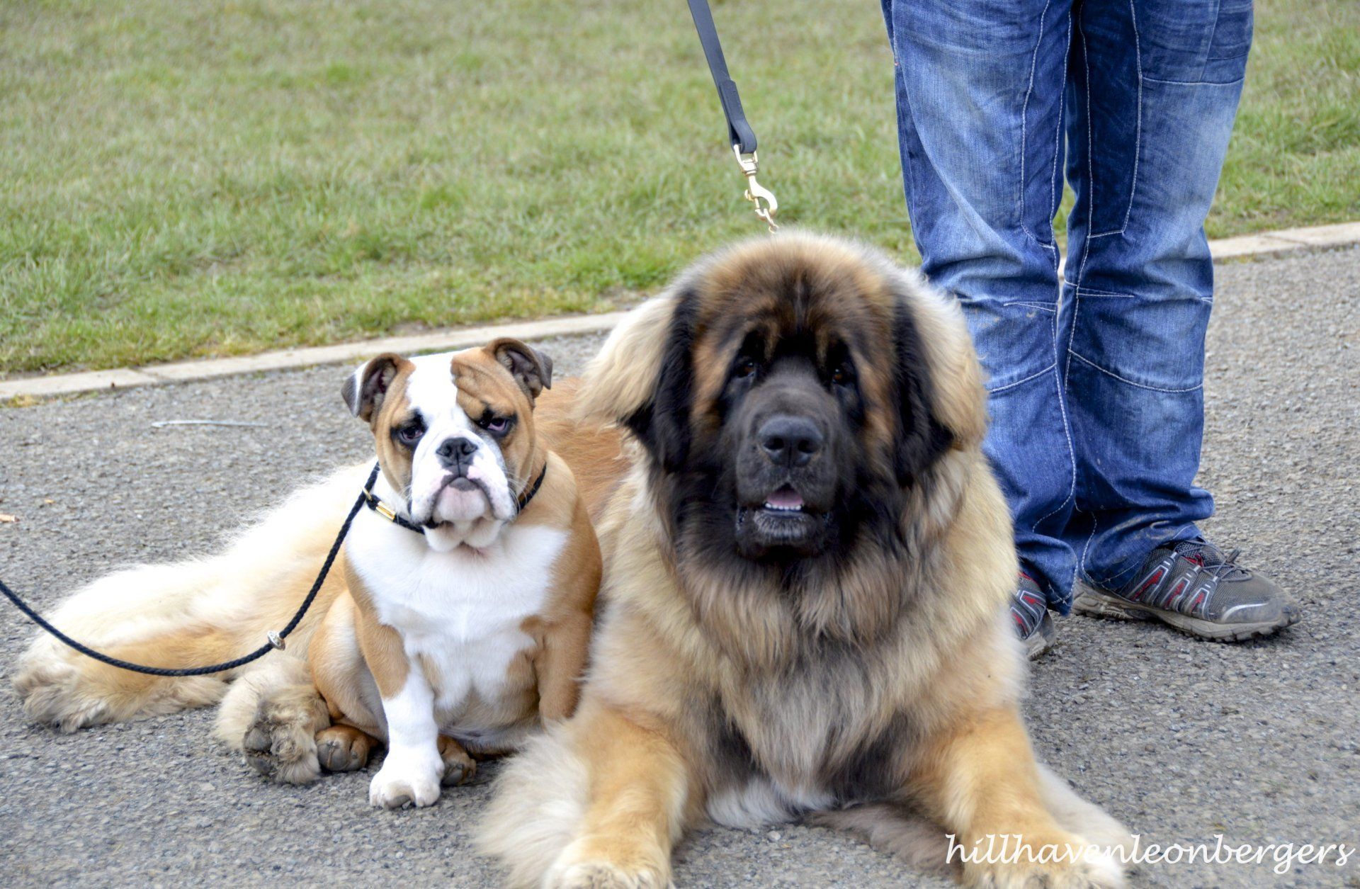 English Bulldog and Leonberger dogs on leash with a person; outdoor setting.