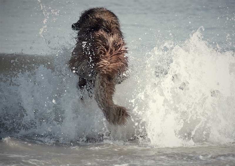 Dog jumping through ocean waves, creating splashes of water.