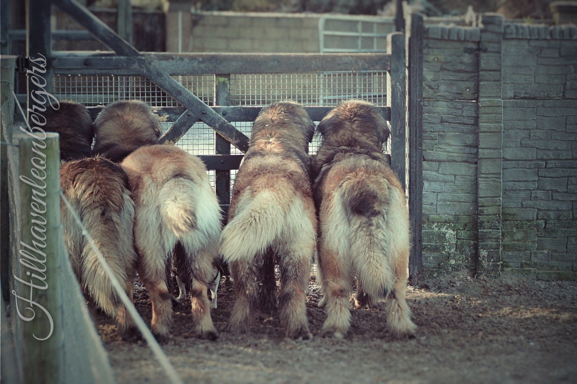 Five large, fluffy dogs looking through a metal gate, with their rear ends facing the viewer.