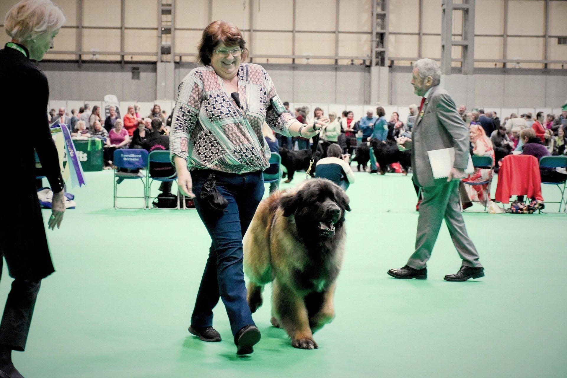 A woman leads a large, fluffy brown dog on a leash at a dog show. Green floor, spectators in the background.