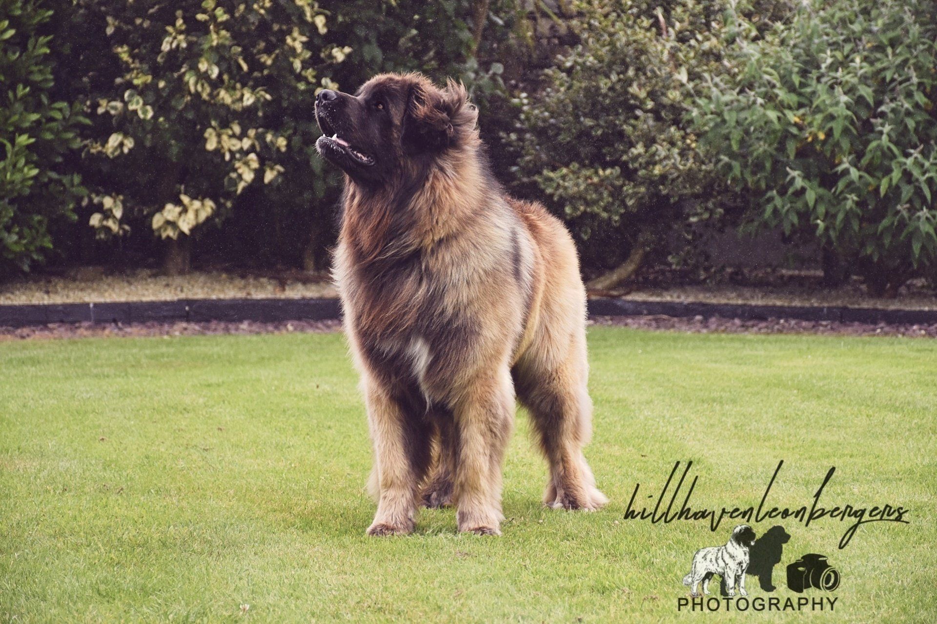 A large brown dog is standing on a lush green field.
