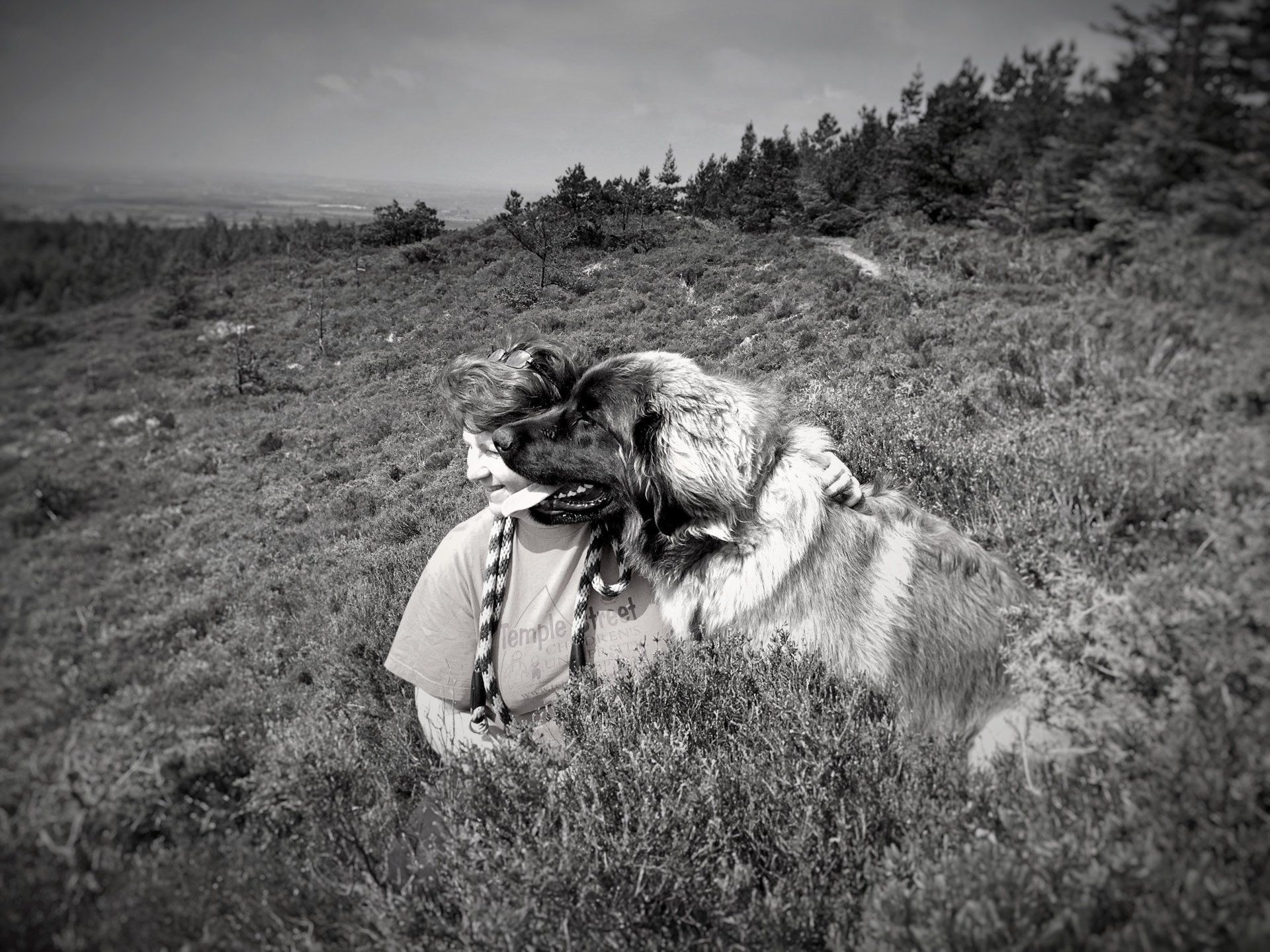 Large dog lying in tall grass, looking at a person partially visible in the grass.