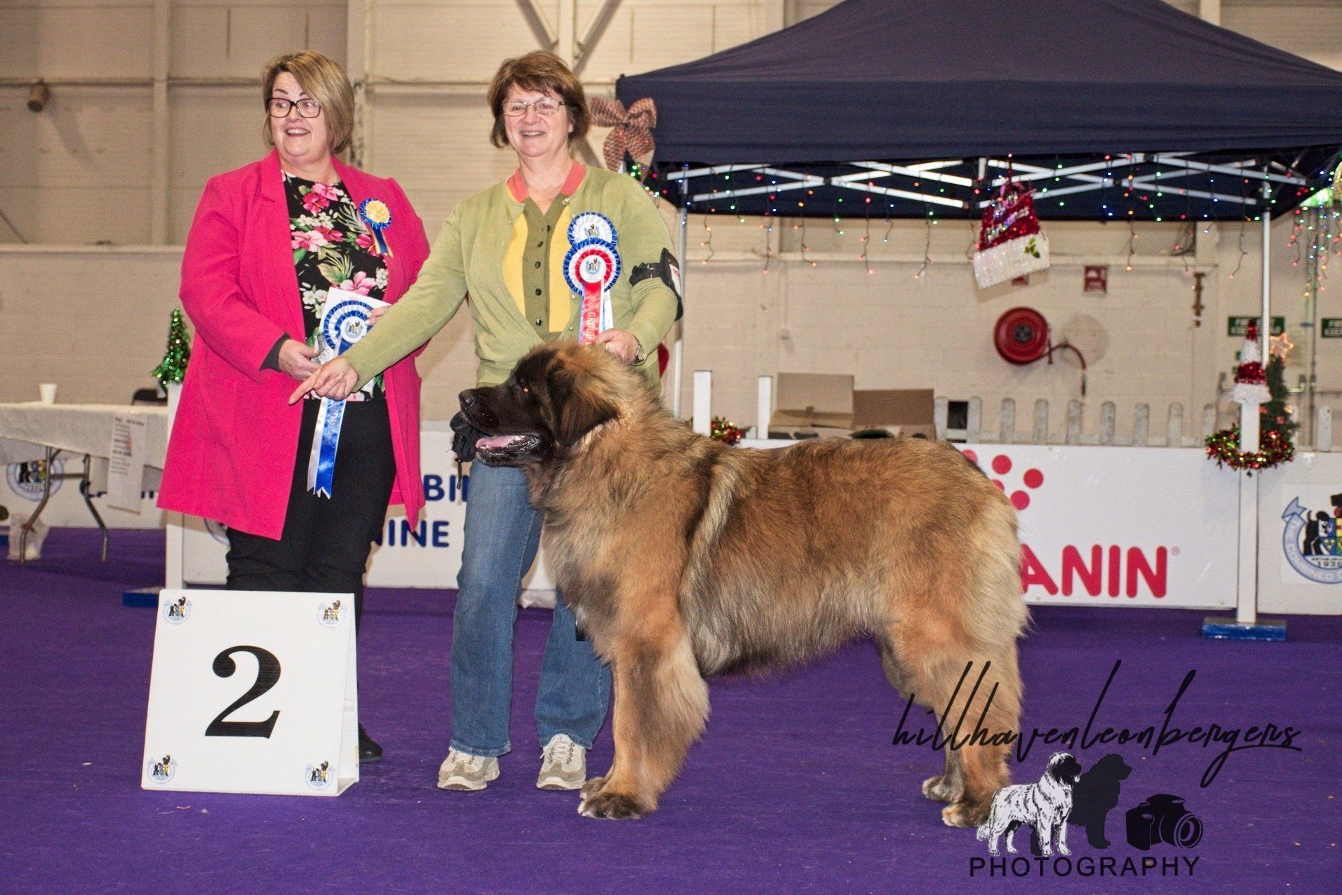 A dog standing on a podium with the number 2 on it