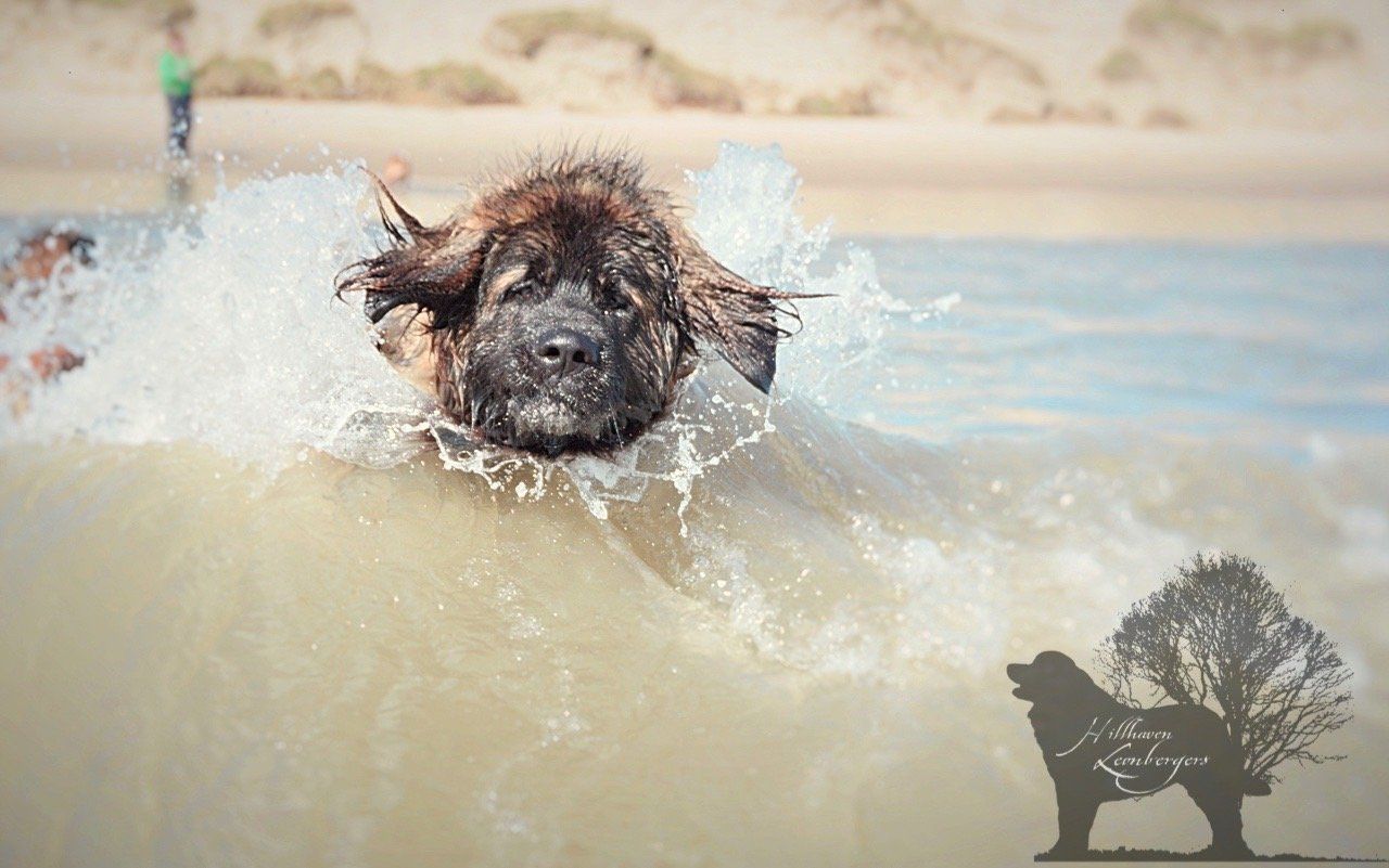 Dog swimming in ocean waves, water splashing. Beach in background.