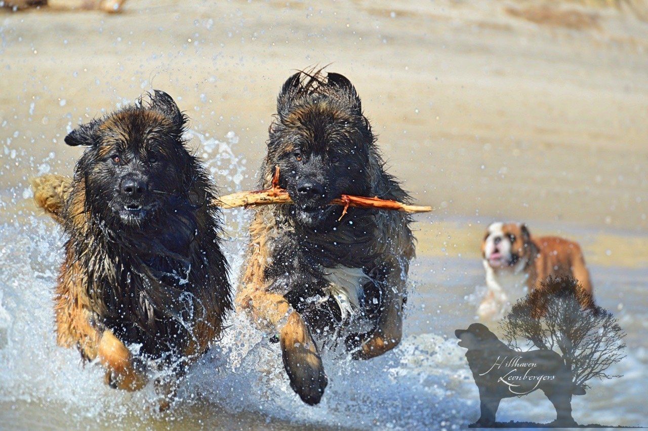 Two large, wet dogs running in shallow water, one holding a stick, with a bulldog and silhouette.