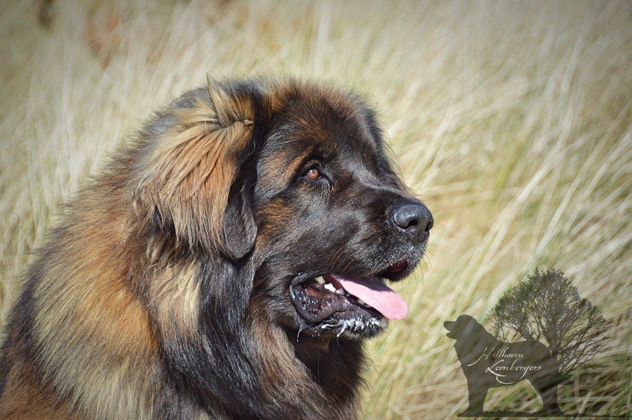 Leonberger Stud Dog Otso | Hillhavenleonbergers
