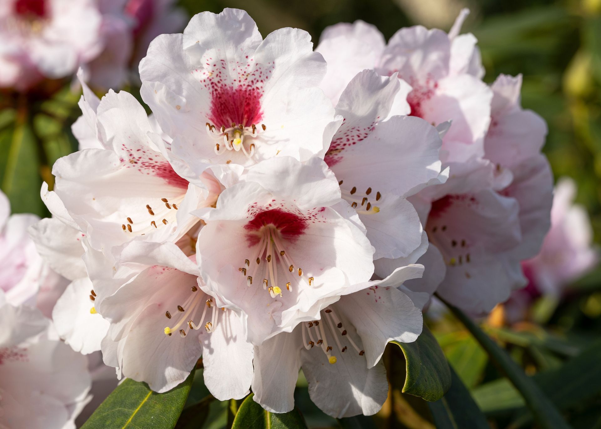 Cluster of white and pink rhododendron blossoms with red-speckled centers in sunlight