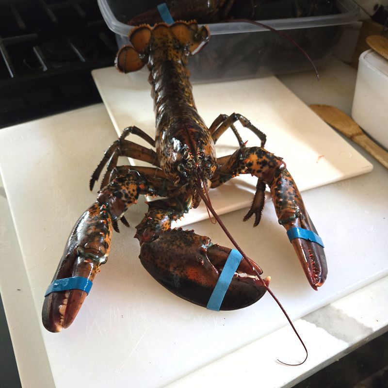 Tri-claw Lobster