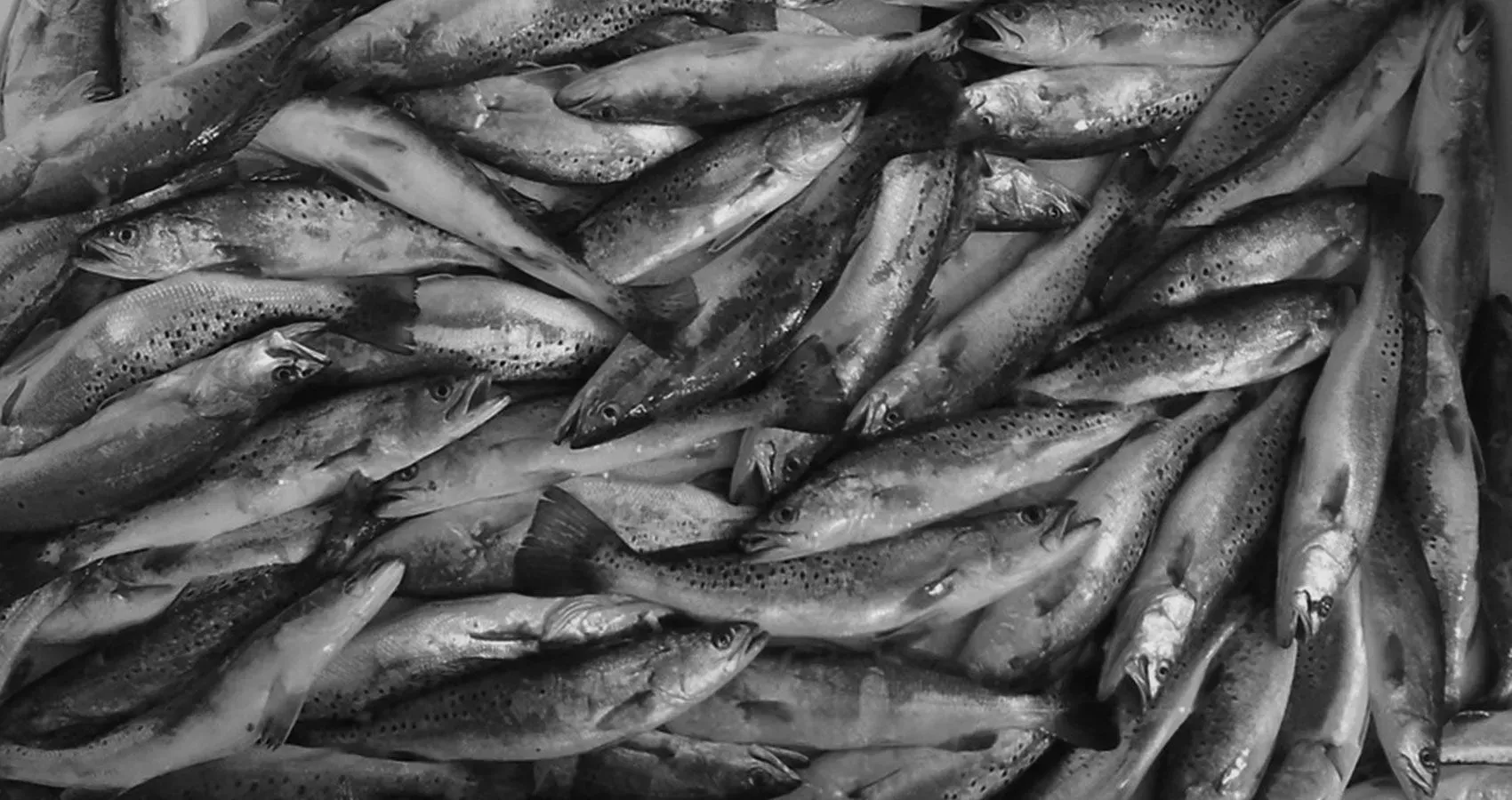 A black and white photo of a pile of fish.