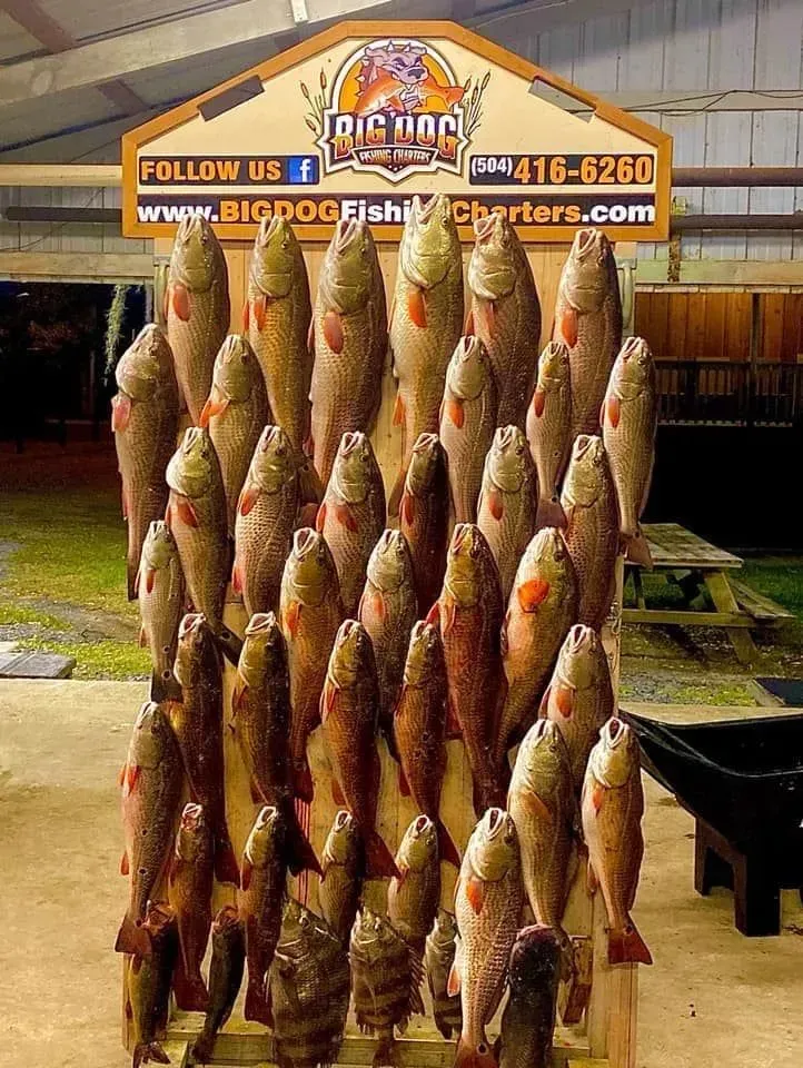 A bunch of fish are displayed in front of a sign that says big dog fish charters