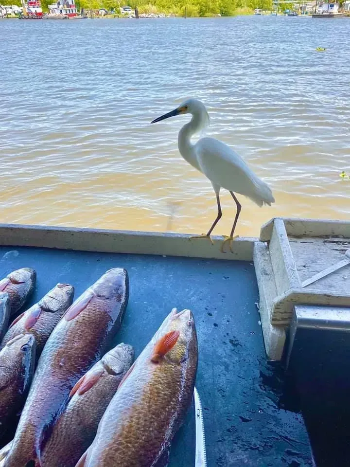 A white bird is standing on a boat next to a bunch of fish.