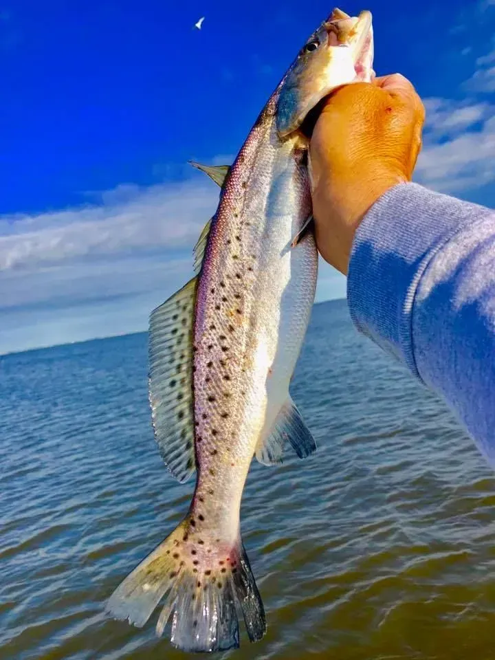 A person is holding a fish in their hand over a body of water.