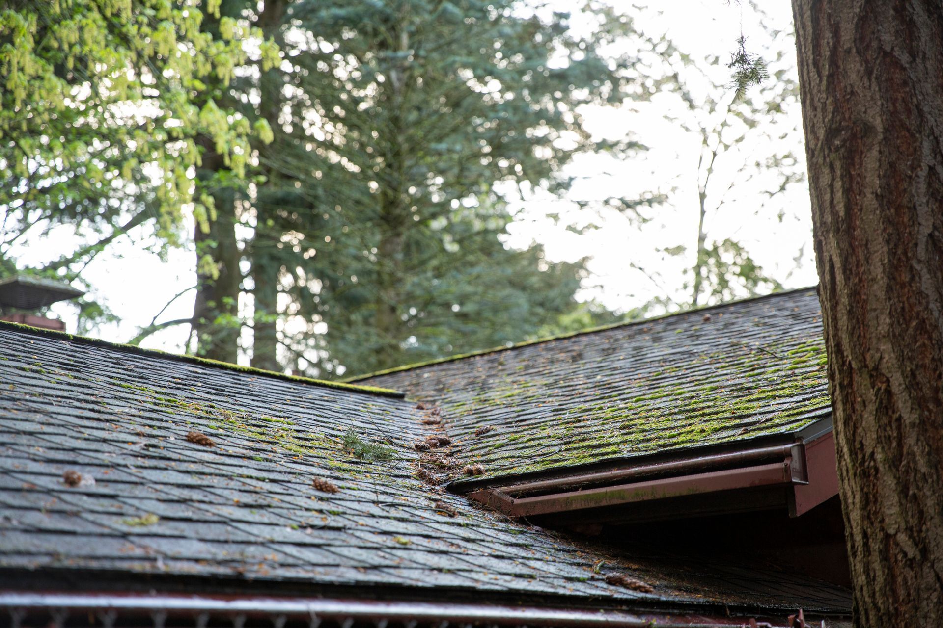 A Wooden Roof With Moss On It - Flagler County, FL - Screen Windows Painting Services