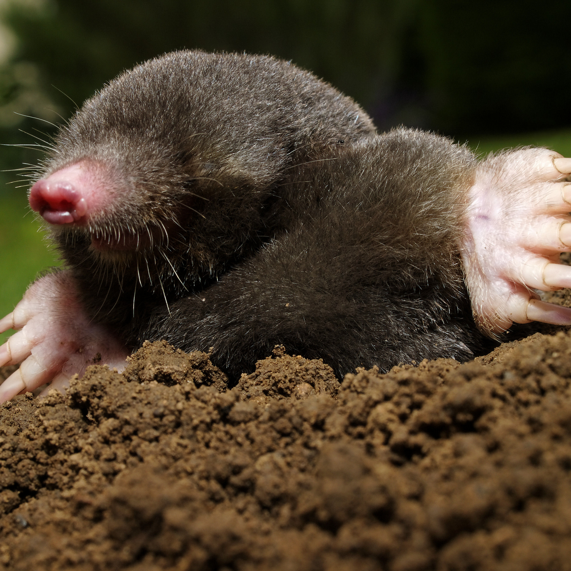 Mole, emerging from dark soil, pink nose, small paws visible.
