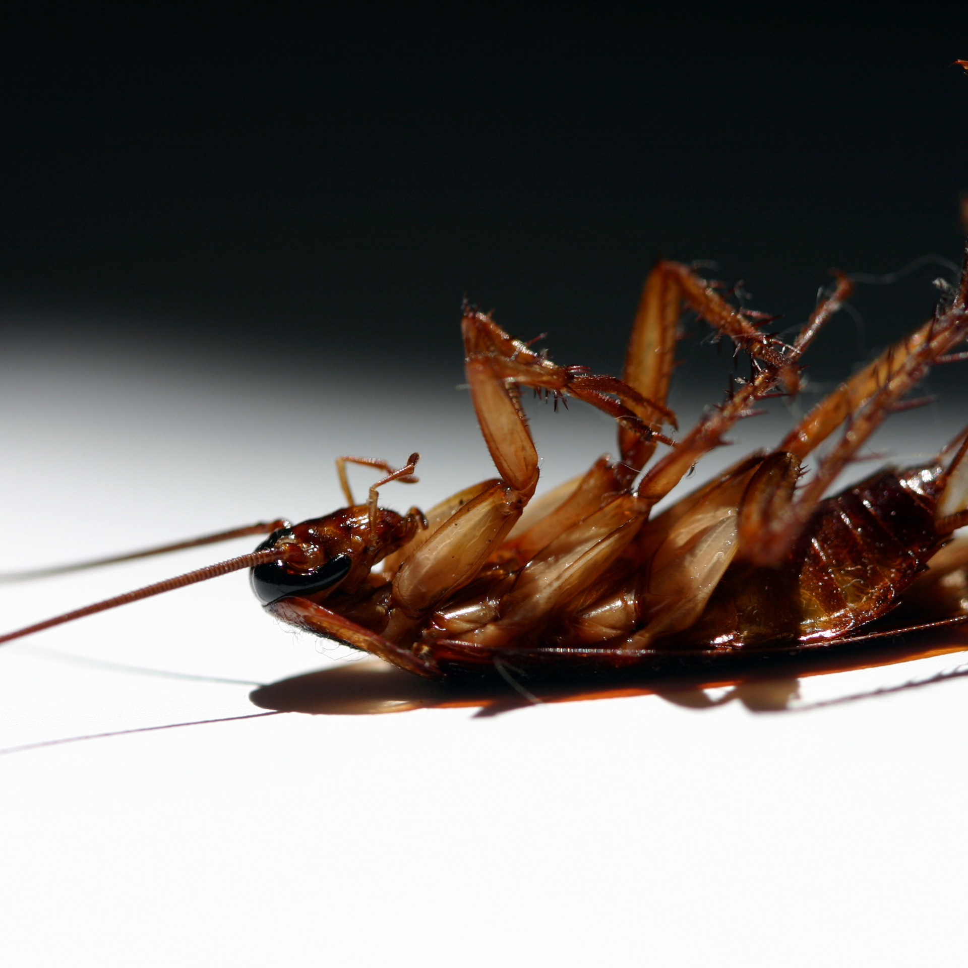 Dead cockroach on its back, brown and glossy, on a white surface with a dark background.