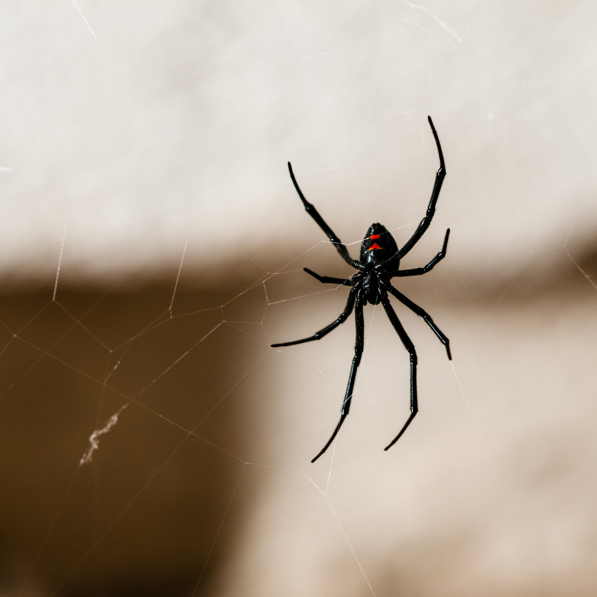 Black widow spider with red markings, hanging in its web against a blurred background.