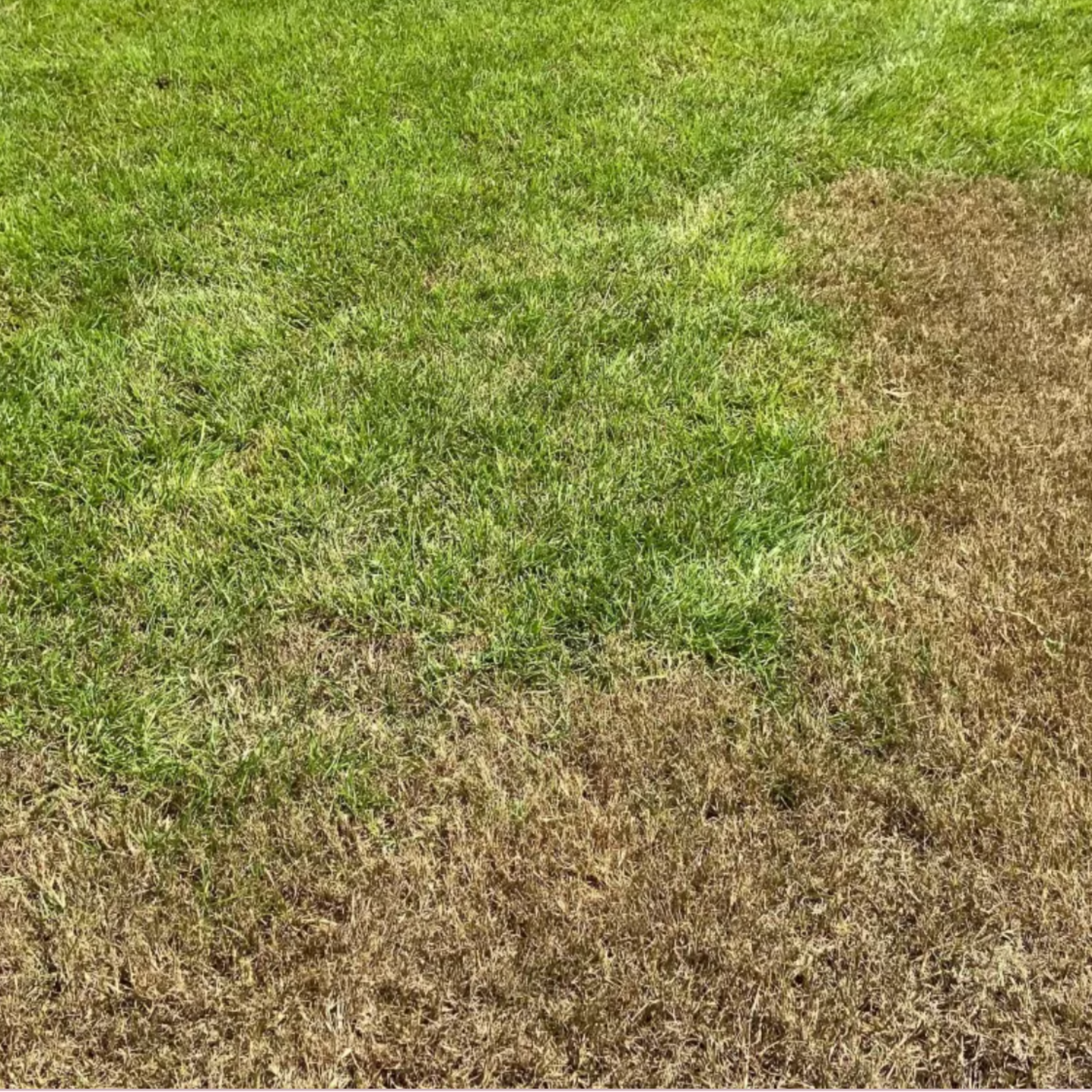 Green and brown grass, likely suffering from drought.