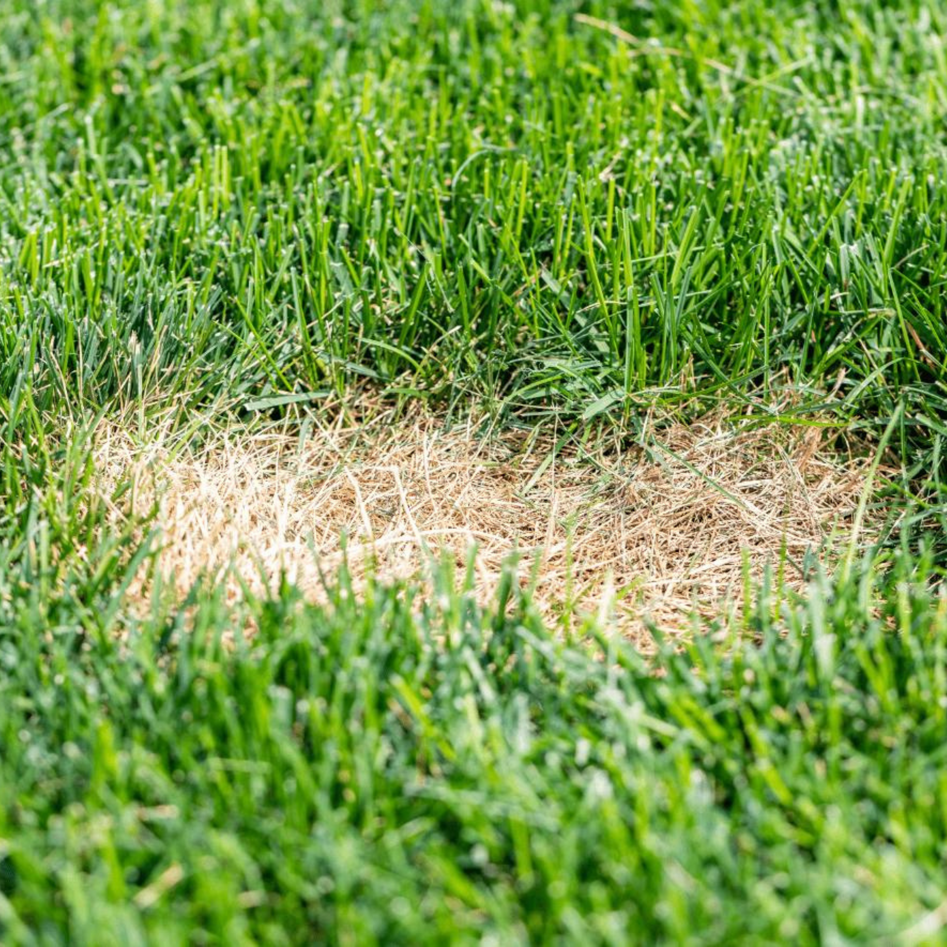 Close-up of green grass with a dead, brown patch in the center.