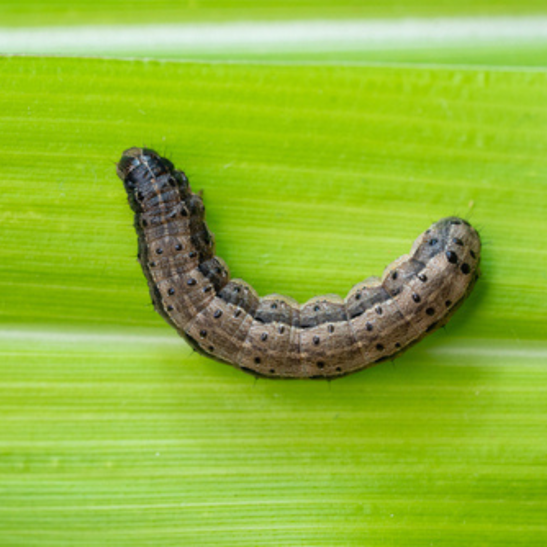 A brown caterpillar with dark spots rests on a green leaf.