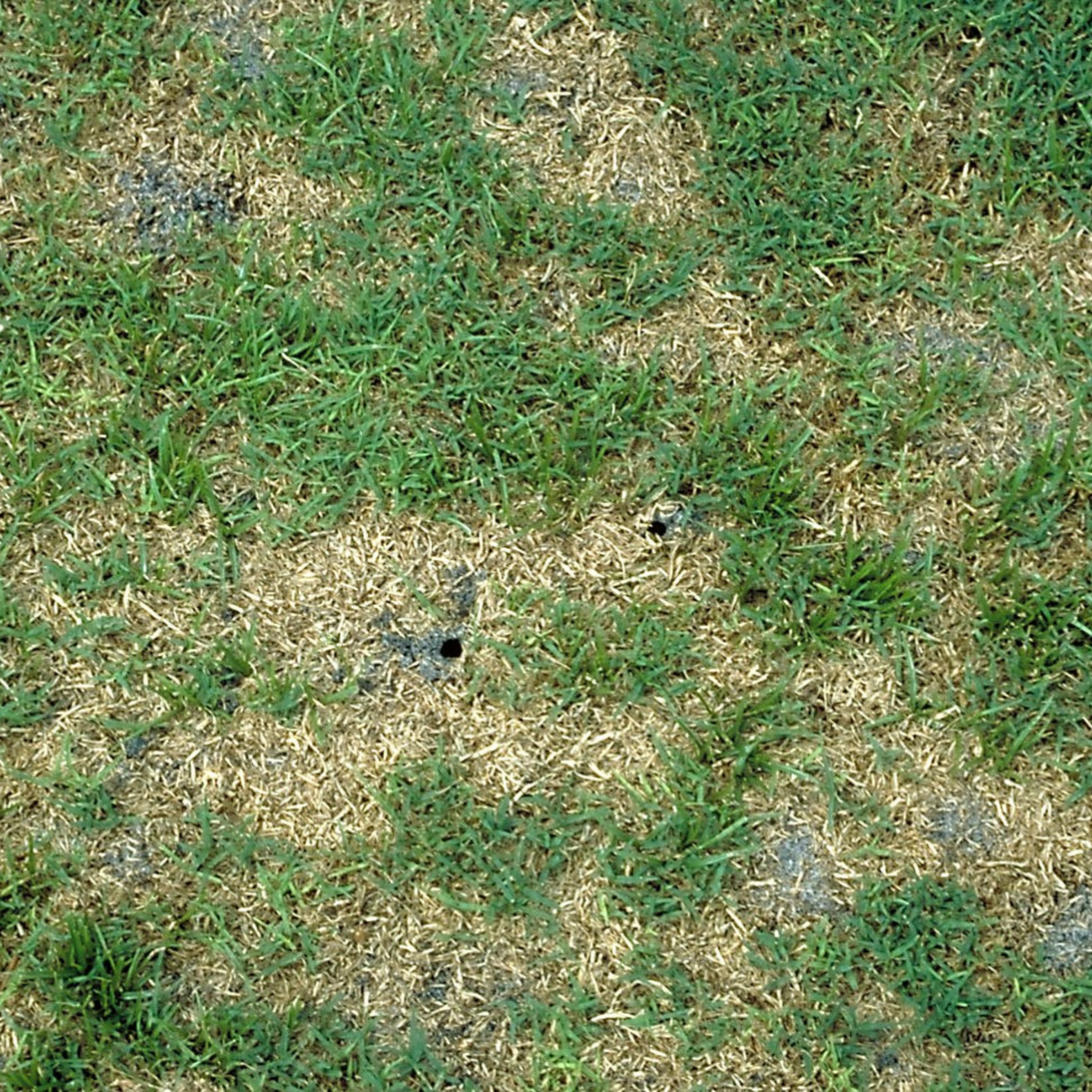 Green grass with patches of dry, yellow grass and several small holes.